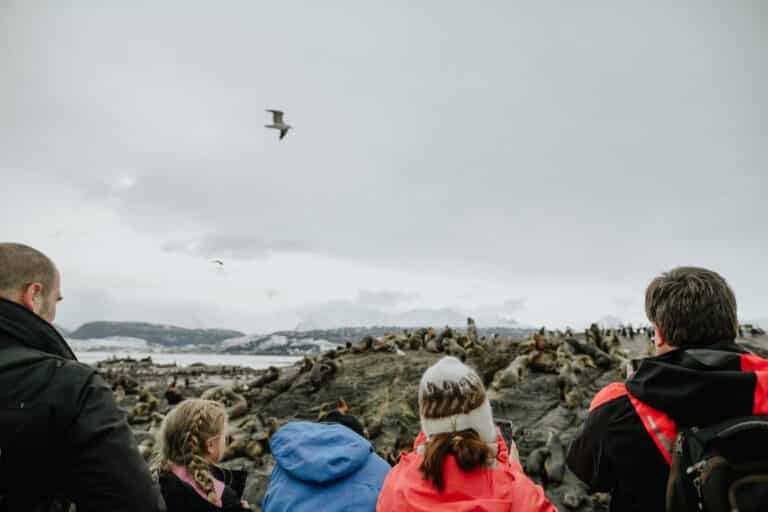 Winter Penguins 2