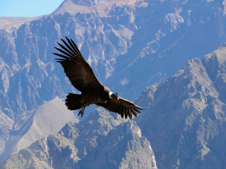 Alta Montaña