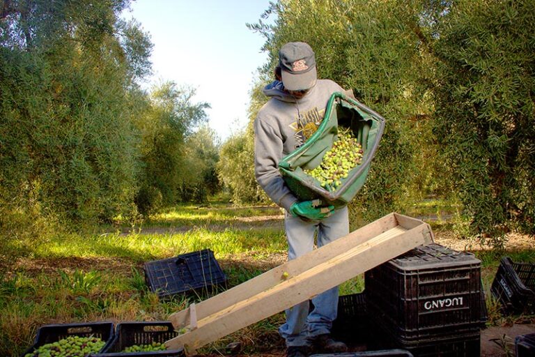 Bodegas y Aceitera