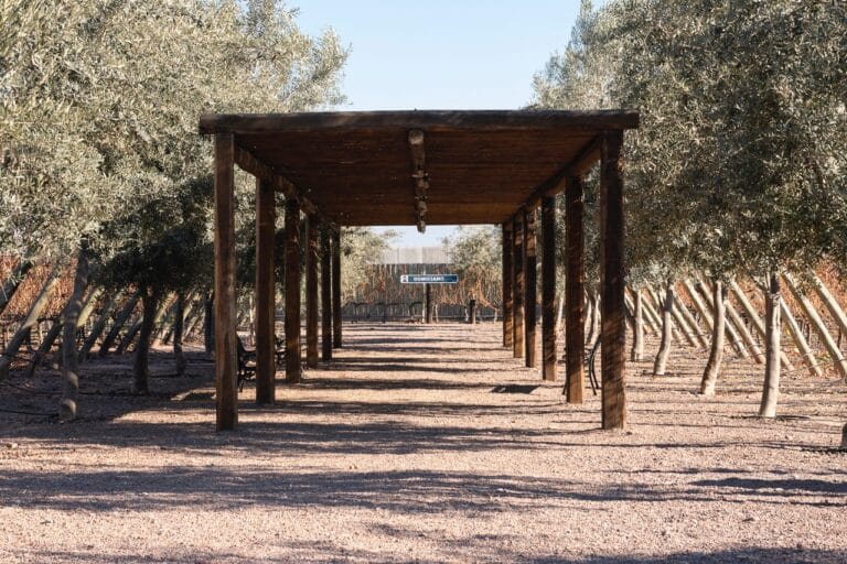 Bodegas y aceitera 5