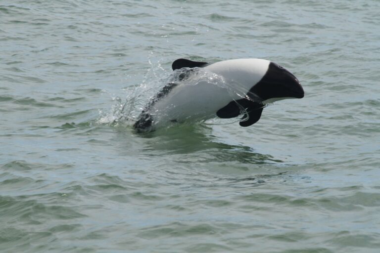 Commerson’s Dolphin