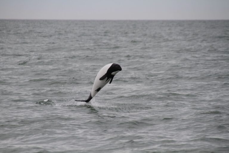 Commerson’s Dolphin