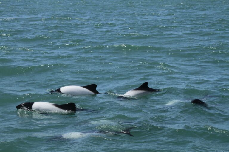 Commerson’s Dolphin