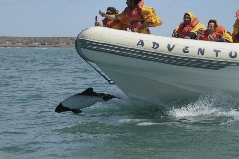 Commerson’s Dolphin