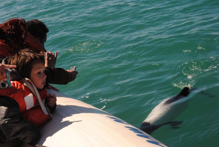 Commerson’s Dolphin