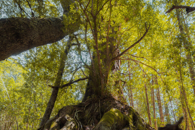 Full-Day Mayo Spirit Trekking Activity