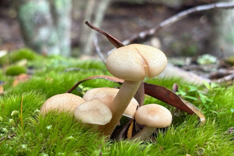 Full-Day Mayo Spirit Trekking Activity