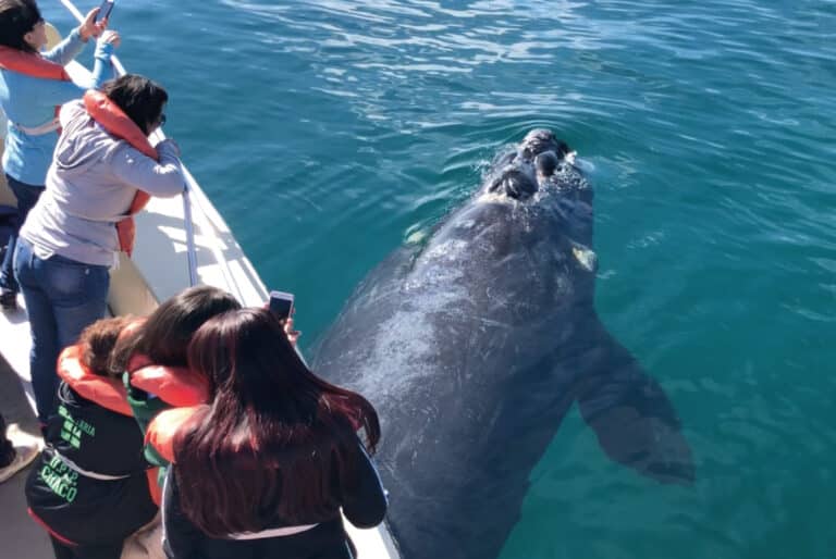 excursion-peninsula-valdes-sur-argentina-vision-2022-04