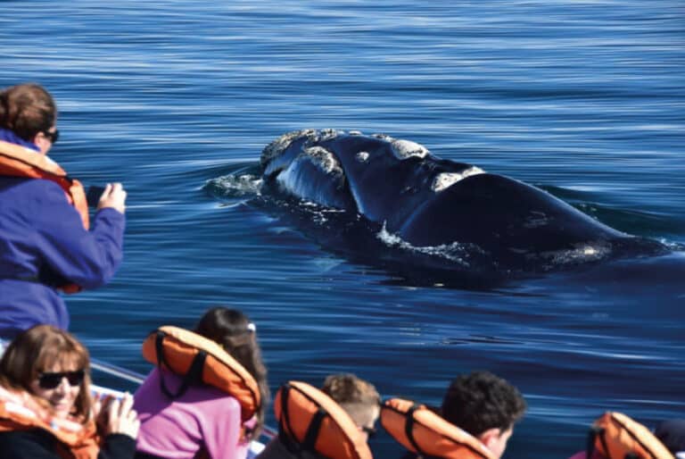 excursion-peninsula-valdes-sur-argentina-vision-2022-05