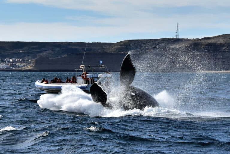 excursion-peninsula-valdes-sur-argentina-vision-2022-07