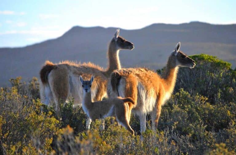 guanaco