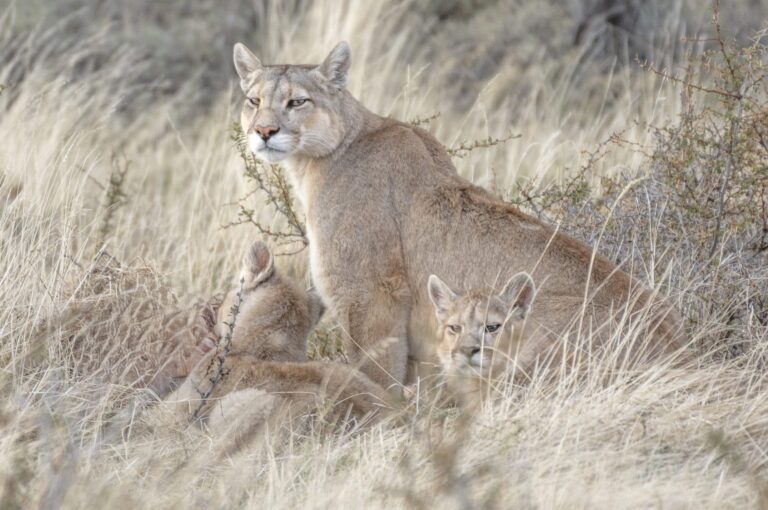 Tracking the Puma in Torres del Paine - 2 days excursion