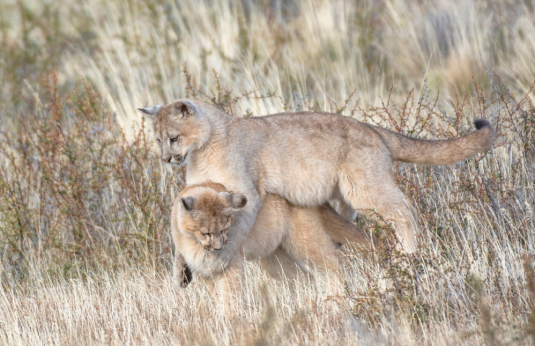 Tracking the Puma in Torres del Paine - 2 days excursion