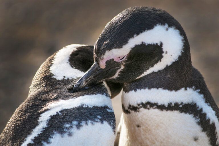 Magdalena Island Penguin Ferry Tour from Punta Arenas