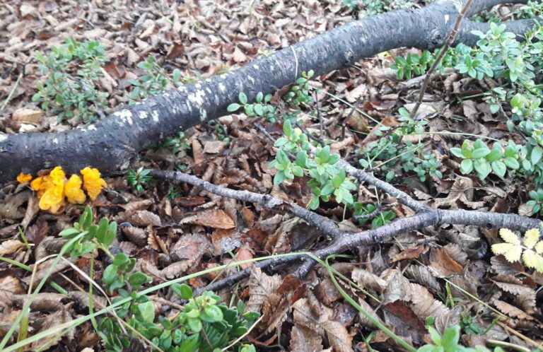 Magallanes National Reserve Trekking Experience