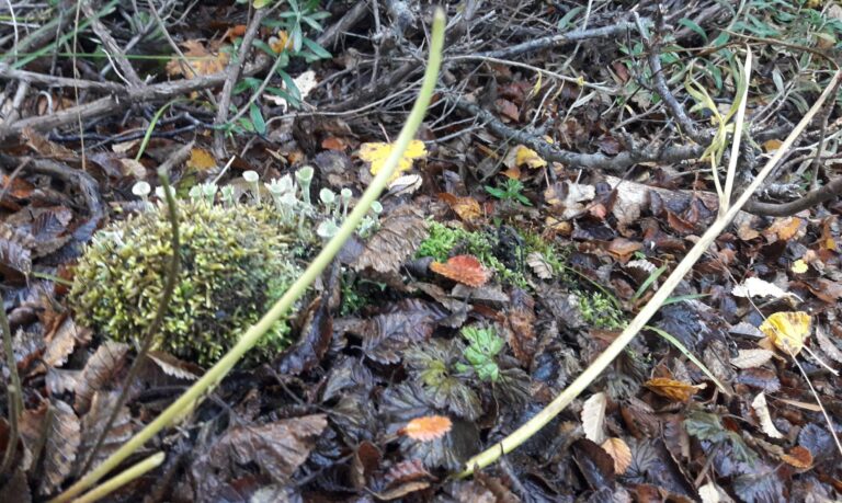 Magallanes National Reserve Trekking Experience