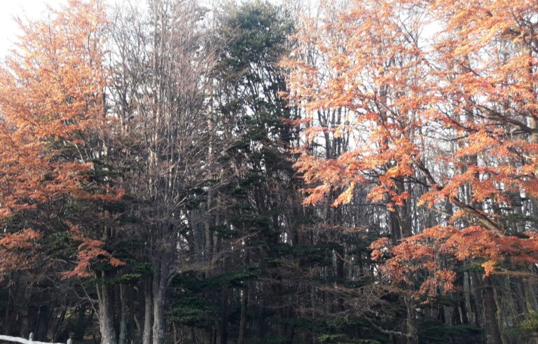 Magallanes National Reserve Trekking Experience