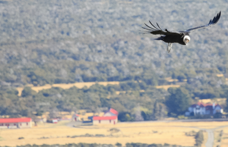 Condor Watching Half Day Tour