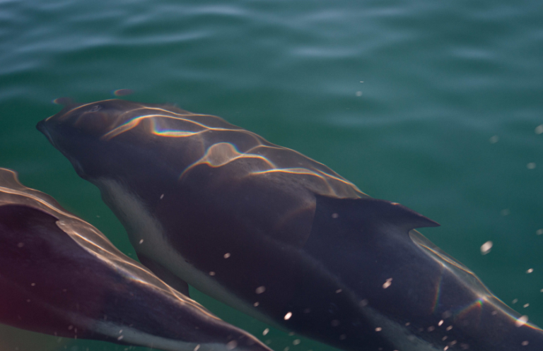 Austral Dolphin Watching at Agua Fresca Bay