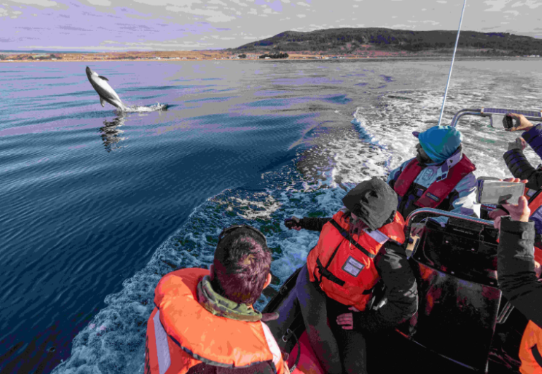 Austral Dolphin Watching at Agua Fresca Bay