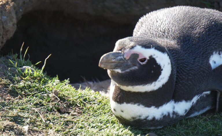Magdalena Island Penguin Ferry Tour from Punta Arenas