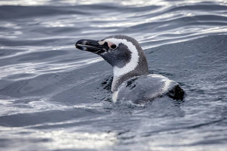 Magdalena Island Penguin Ferry Tour from Punta Arenas