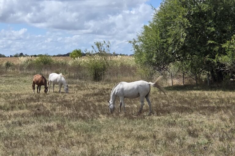 Estancia Santa Susana