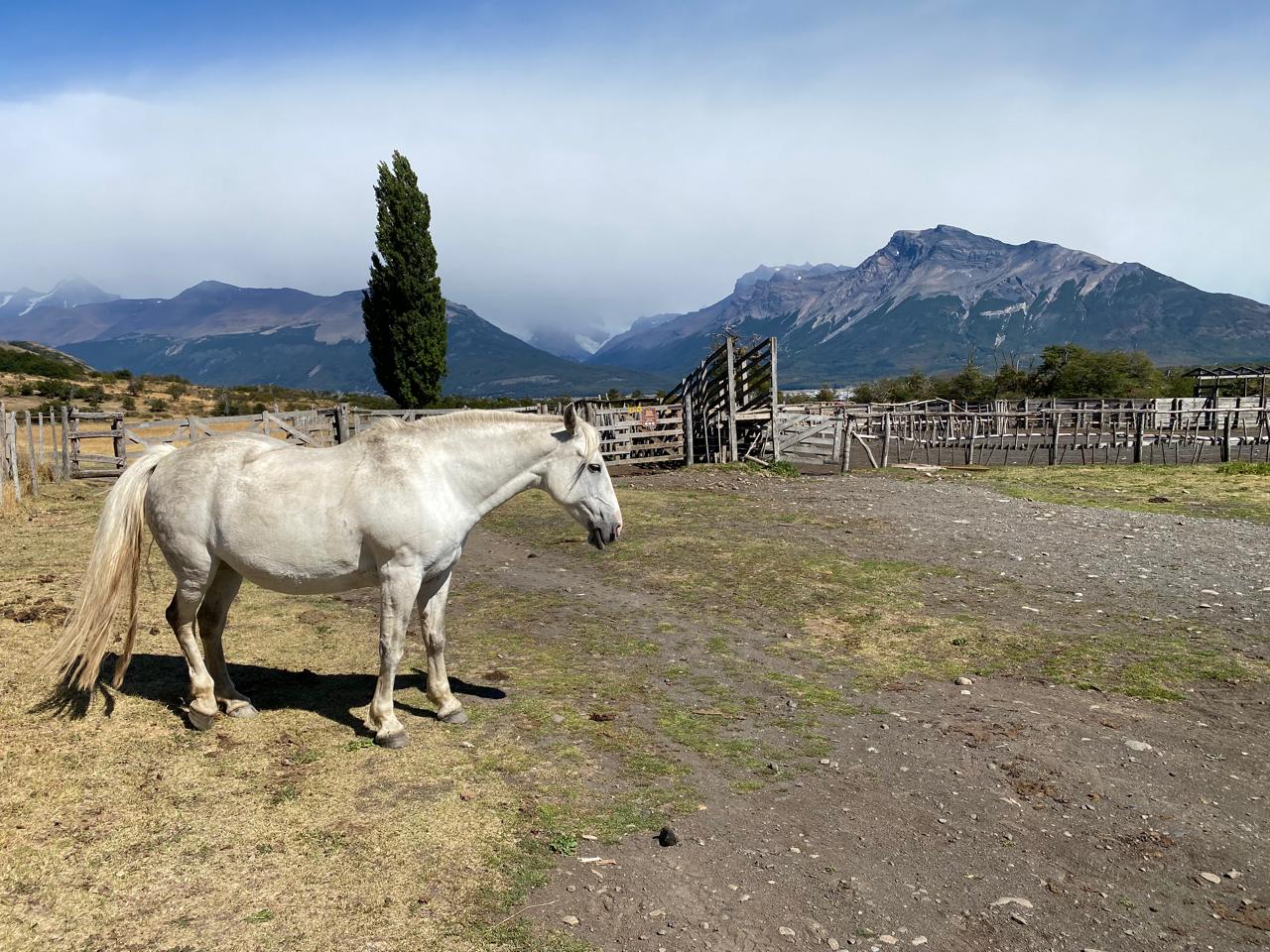 Nibepo Aike in El Calafate area