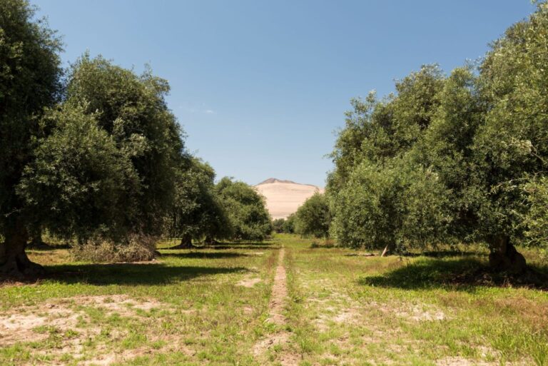 Huasco Coastal Desert and Ancient Olive Groves