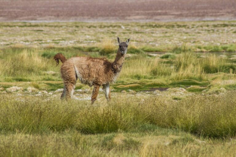 Nevado Tres Cruces National Park