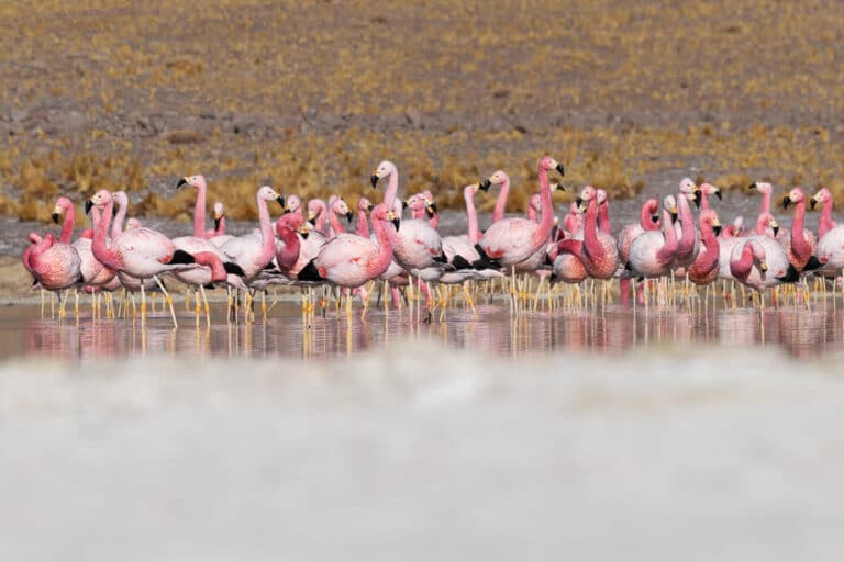 Nevado Tres Cruces National Park