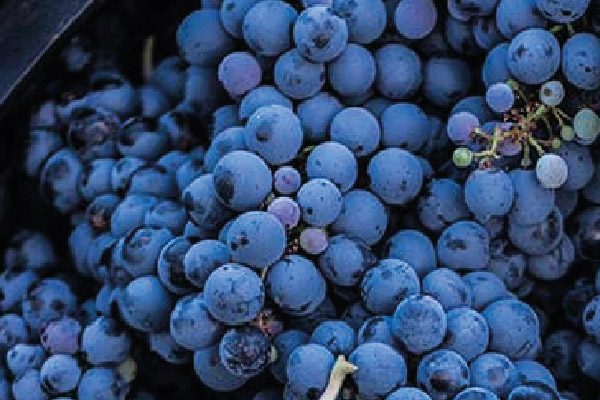 Cavas Wine Lodge Tour Cavas Wine Lodge Tour